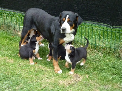 Du Clan De Sembel - Nouvelles Photos des chiots de Fiona et Jarod