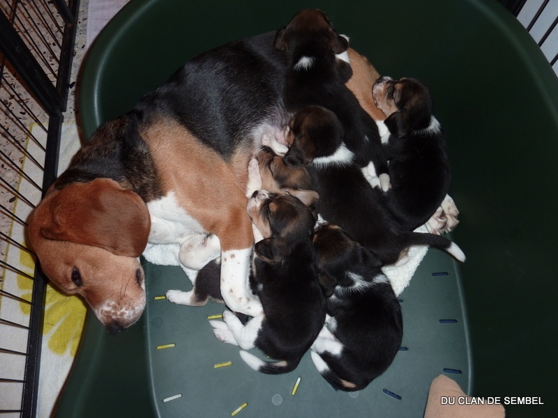 Du Clan De Sembel - Beagle - Portée née le 15/10/2011