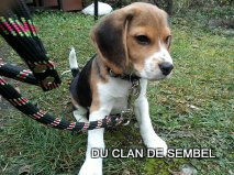 Gordon Du Clan De Sembel