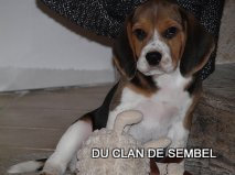 Galant Du Clan De Sembel