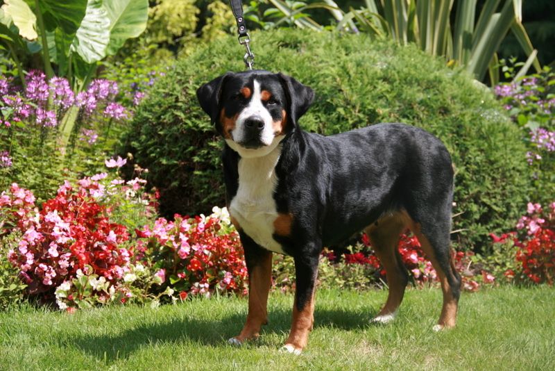 CH. Fiona (Sans Affixe)