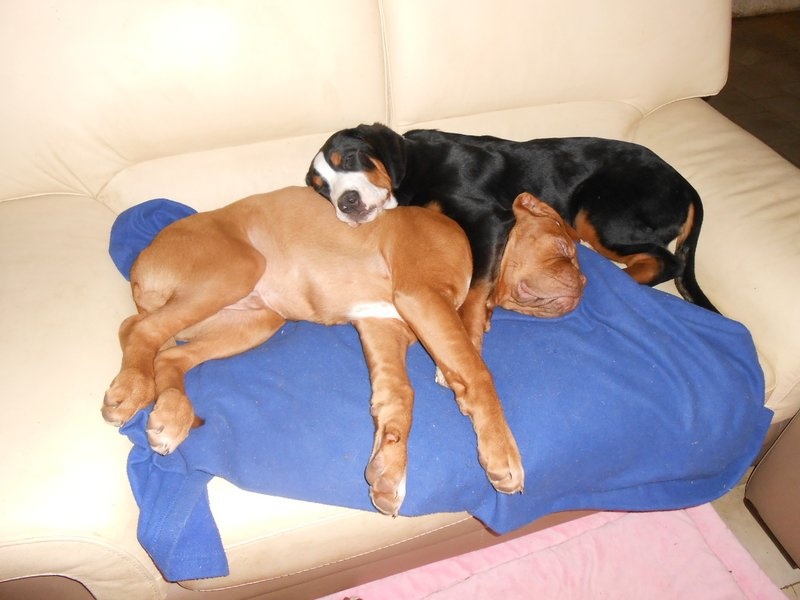 I DUKE dans sa nouvelle vie