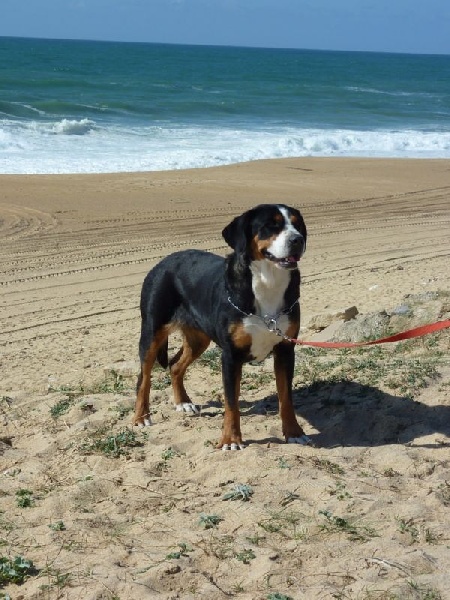 Fiona dans les Landes