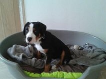 IDJI dans sa nouvelle famille