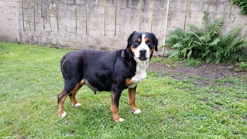 Portée ERAGON x FIONA (née le 07/06/15)
